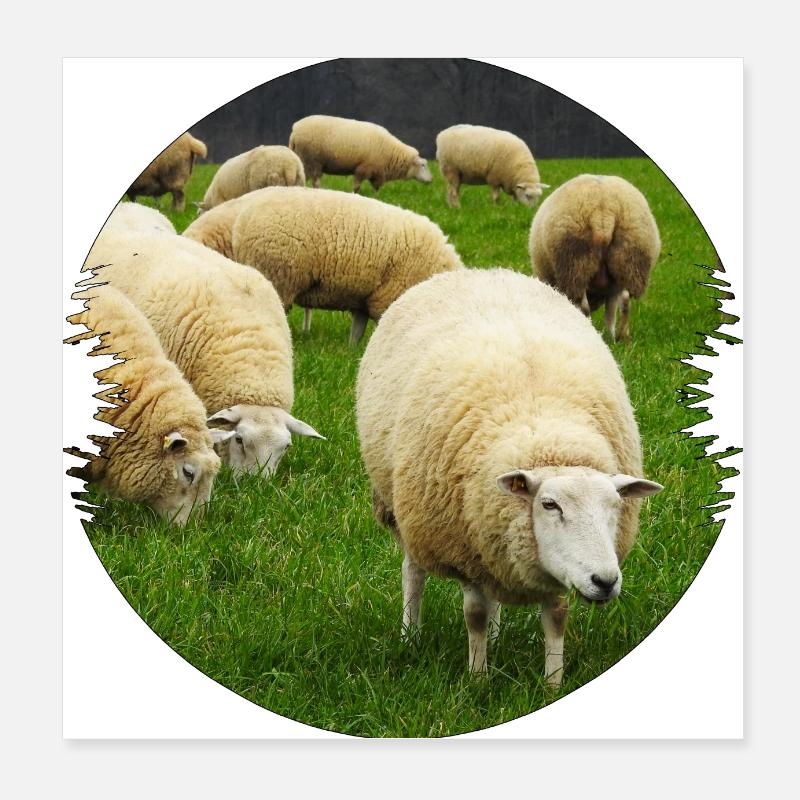 Sheep are ideal landscape conservationists Poster 8" x 8" (20x20 cm)