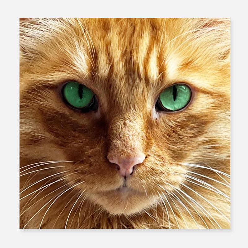 Gros plan d’un chat roux aux yeux verts Poster 20 x 20 cm