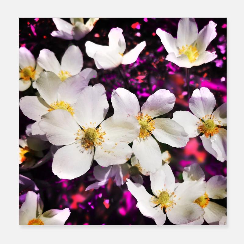 Weiße Anemonen Poster 20x20 cm