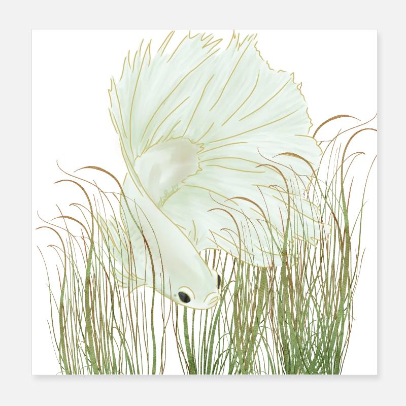 Betta Splendens Halvmåne Hvid Poster 20x20 cm