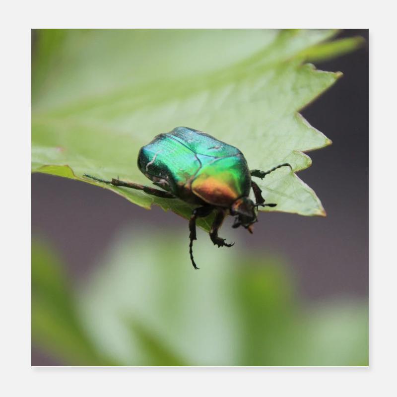 Rosenkäfer Poster 20x20 cm