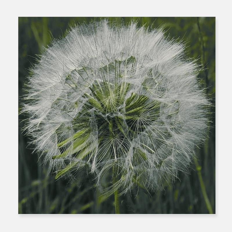 Löwenzahn. - Poster 20x20 cm - Weiß