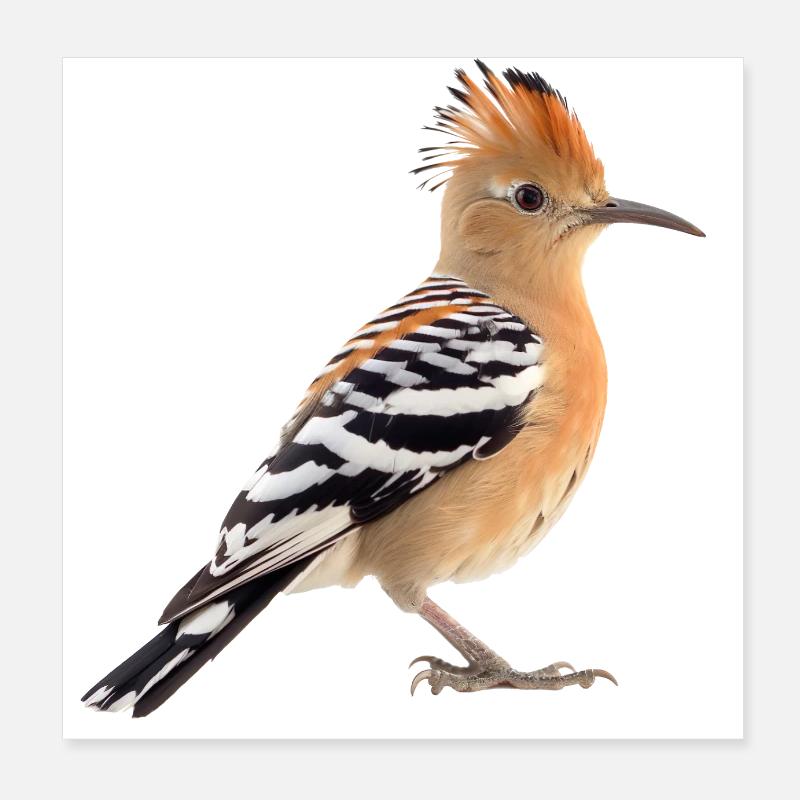 The hoopoe is a rare bird Poster 8" x 8" (20x20 cm)