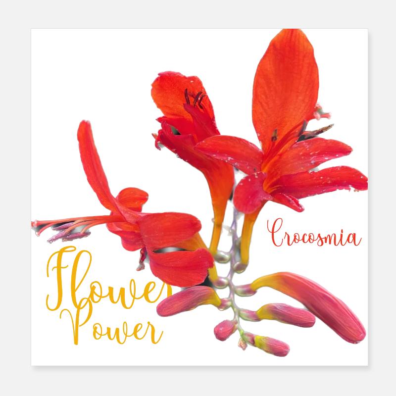 Crocosmia Poster 20x20 cm