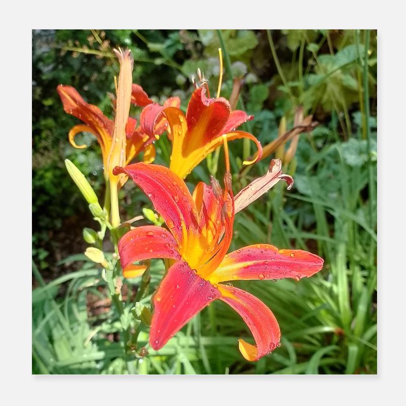 LYS ROUGE AVEC ROSÉE DU MATIN Poster 20 x 20 cm