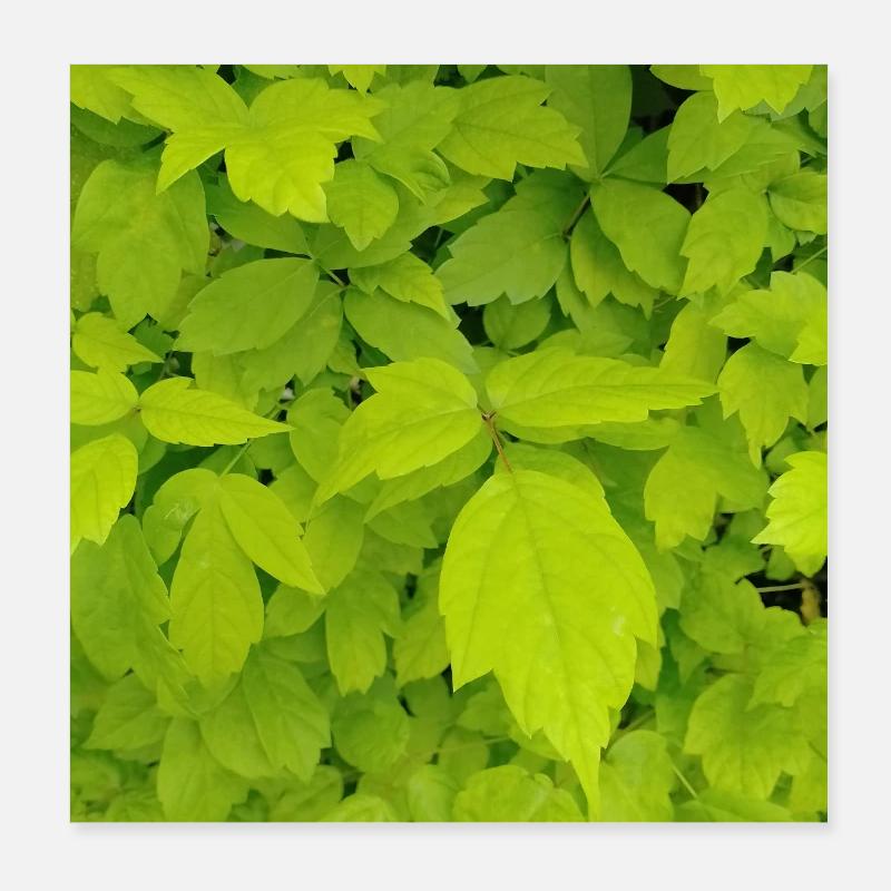 Ash maple / Acer negundo Poster 8" x 8" (20x20 cm)