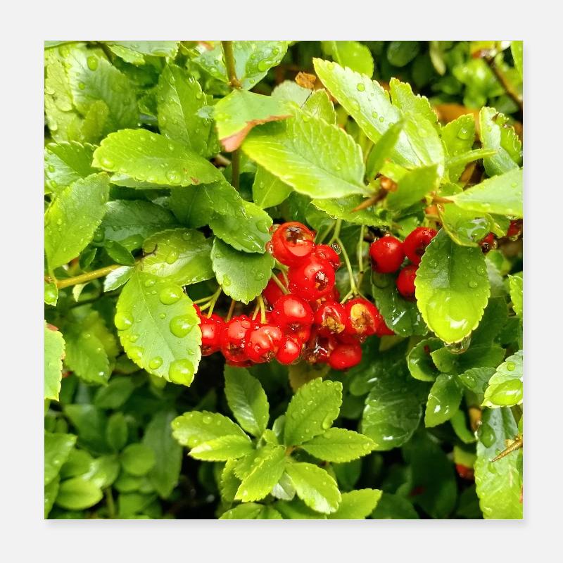 Épine de feu méditerranéenne / Pyracantha coccinea Poster 20 x 20 cm