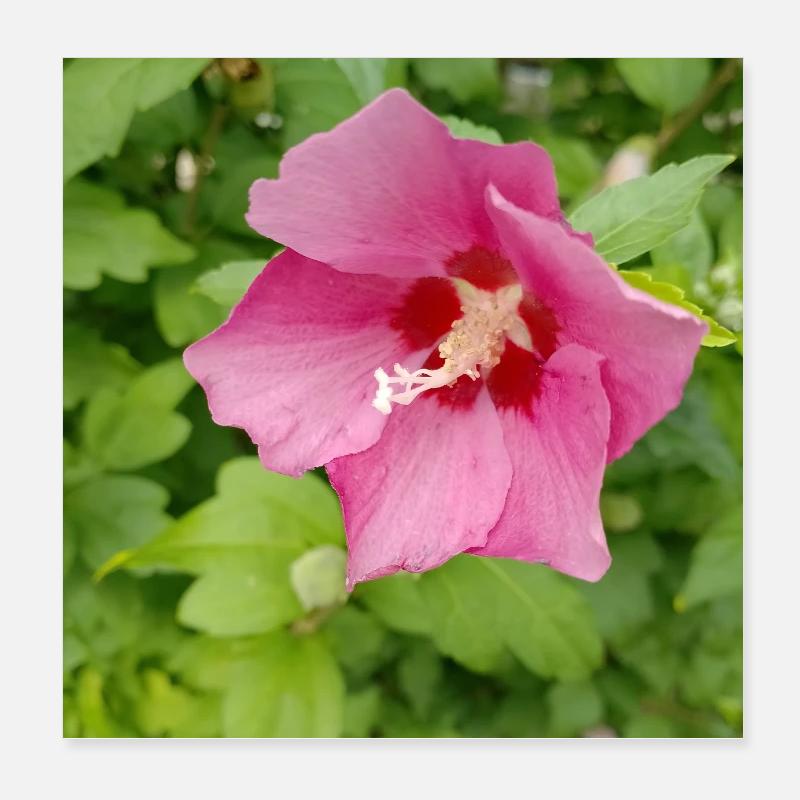 Pink Hibiscus (Shrub Marshmallow) Poster 8" x 8" (20x20 cm)