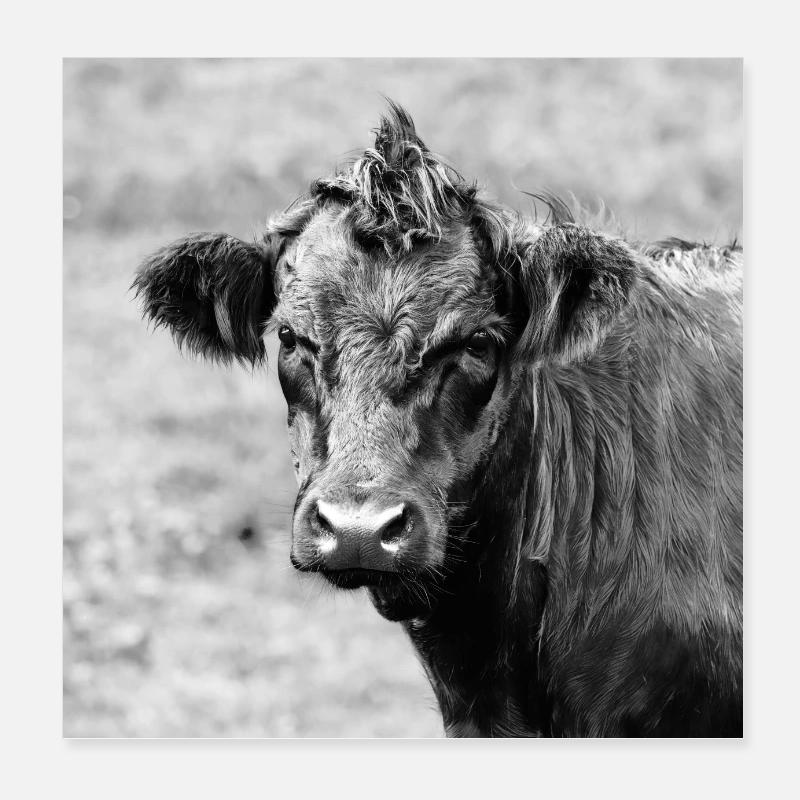 Cattle Poster 8" x 8" (20x20 cm)