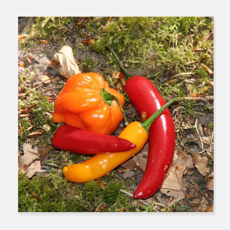 Colorful CHILI's Poster 8" x 8" (20x20 cm)