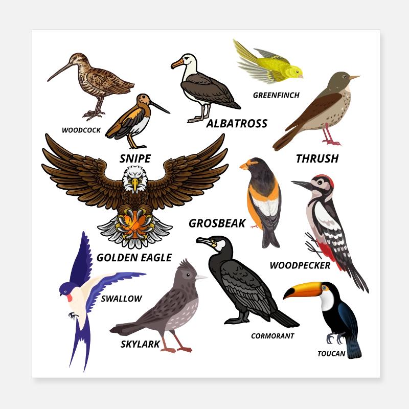 Bird Set Poster 8" x 8" (20x20 cm)
