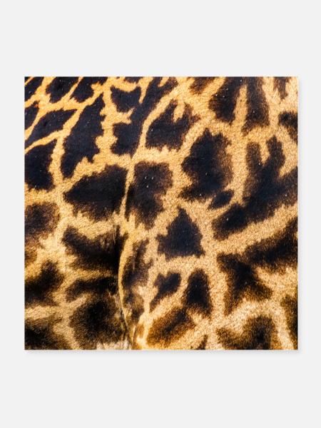 SAFARI - Poster 8" x 8" (20x20 cm) - white - Front