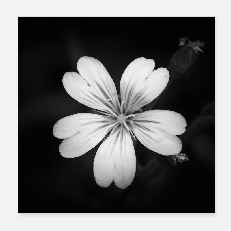 Weiße Blume Ackerhornkraut, Acker-Hornkraut Poster Poster 20x20 cm