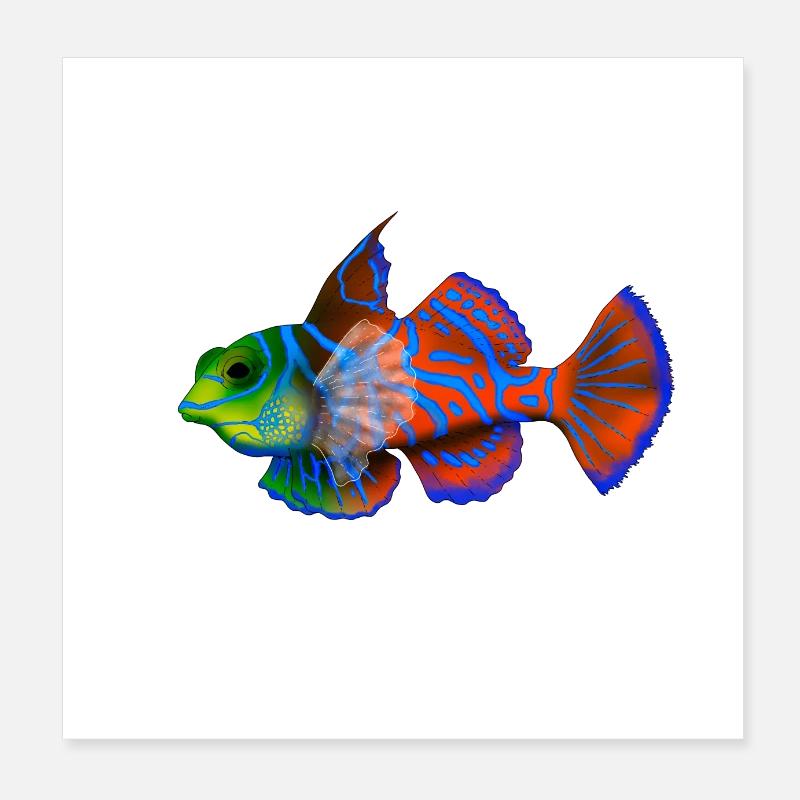 Mandarinfisch Poster 20x20 cm