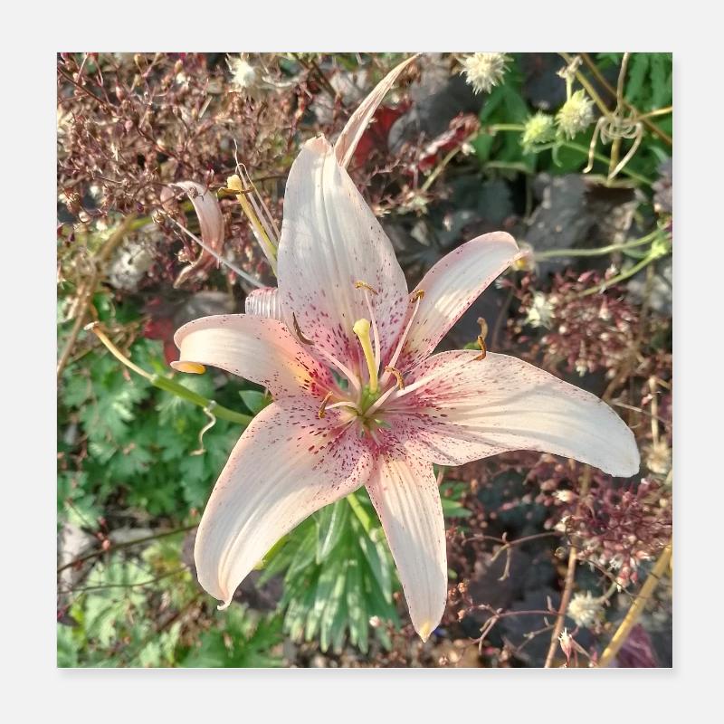 Gentle Pink Lily Blossoms Poster 8" x 8" (20x20 cm)