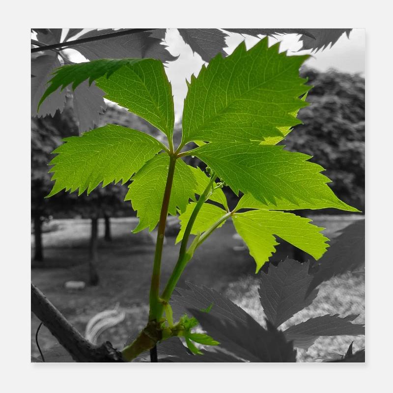 JUNGER WILDWEIN - Poster 20x20 cm - Weiß