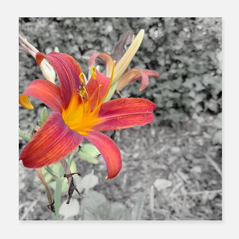 Contraste de couleurs éclatant comme un lycérophe Poster 20 x 20 cm