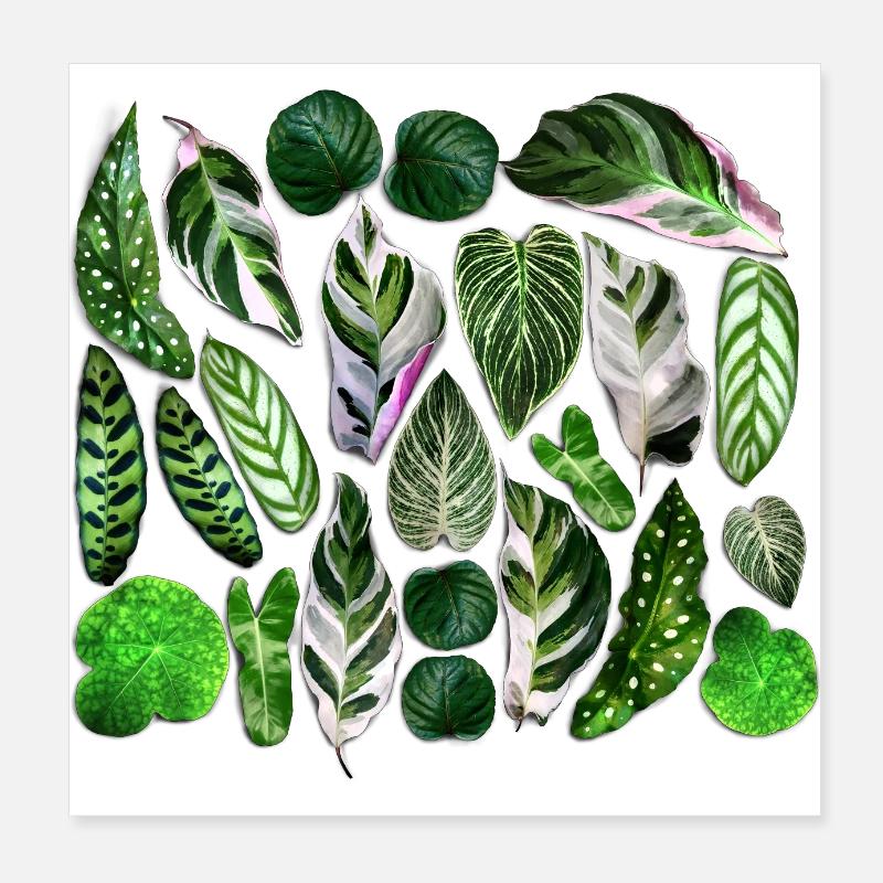 Foglie verdi Poster 20x20 cm