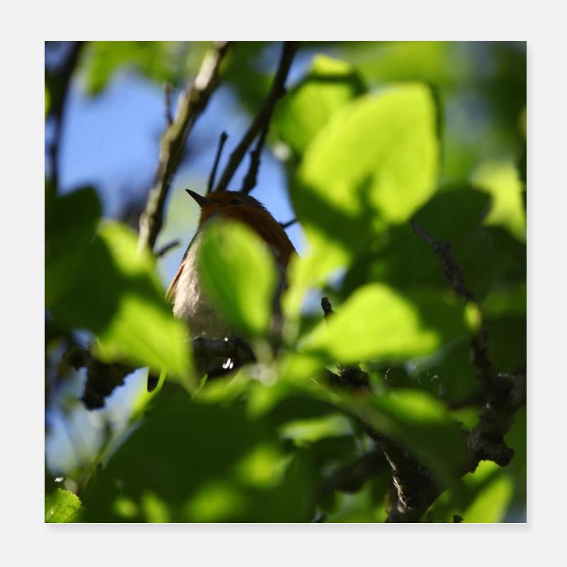 rouge-gorge derrière le feuillage Poster 20 x 20 cm