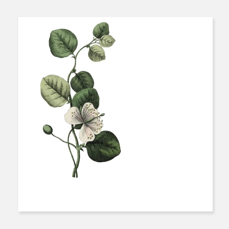 Letter O Green Botany Poster 8" x 8" (20x20 cm)
