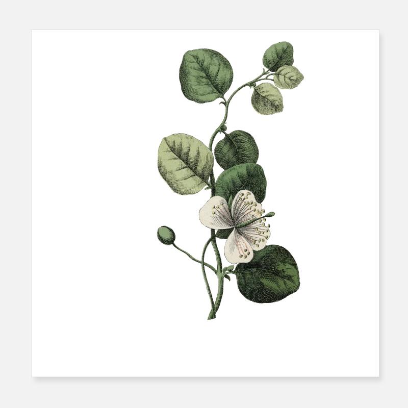 Buchstabe U Grün Botanisch Poster 20x20 cm