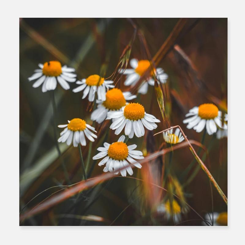 Wilde Kamille Poster 20x20 cm