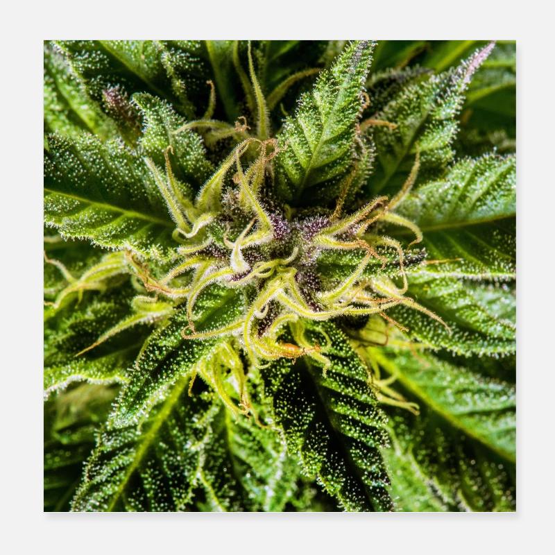 Les fleurs de cannabis, la marijuana, c’est tellement vert Poster 20 x 20 cm