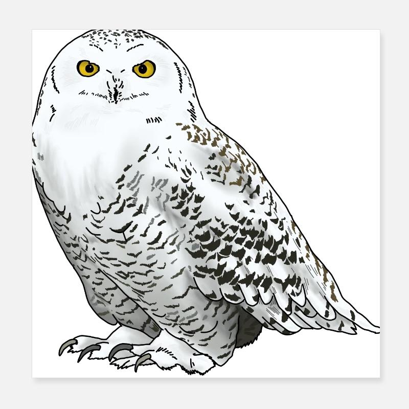 Harfang des neiges blanc Poster 20 x 20 cm
