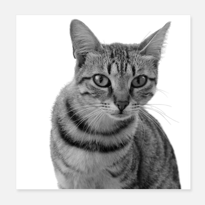 weiße Katze Katze weiß Katzen Geschenk Poster 20x20 cm