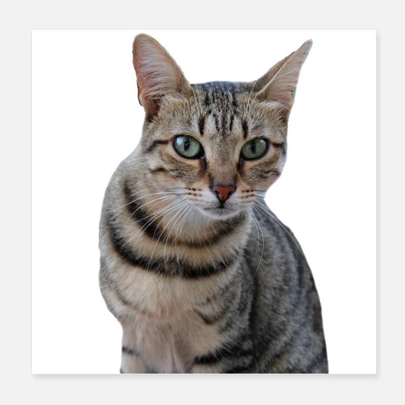 Chat chat chaton doux Poster 20 x 20 cm