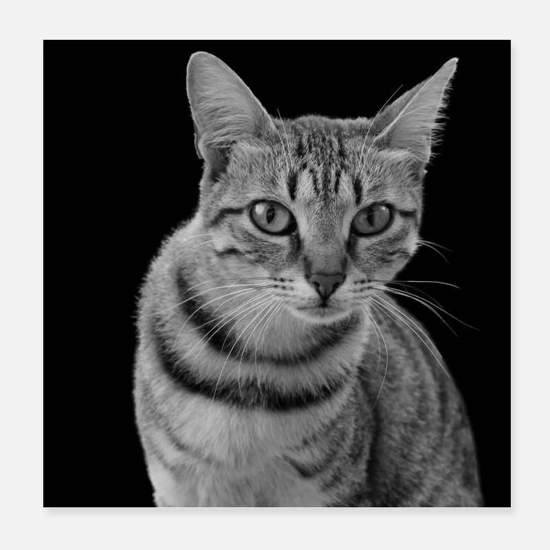 Chat blanc-noir Chat noir et blanc Poster 20 x 20 cm