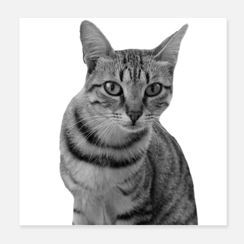 Chat blanc Chat Chat blanc Cadeau Poster 20 x 20 cm
