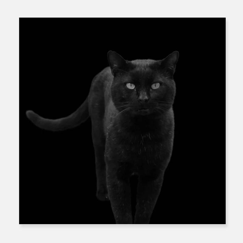 schwarze Katze Katze schwarz Katzen Geschenk Poster 20x20 cm