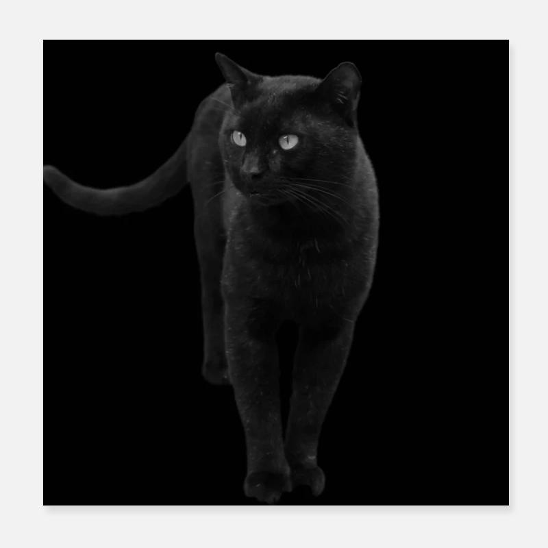 Black Cat Cat Black Cats Gift Poster 8" x 8" (20x20 cm)