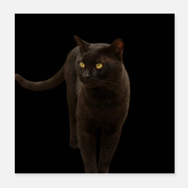 black cat kitten cat Poster 8" x 8" (20x20 cm)