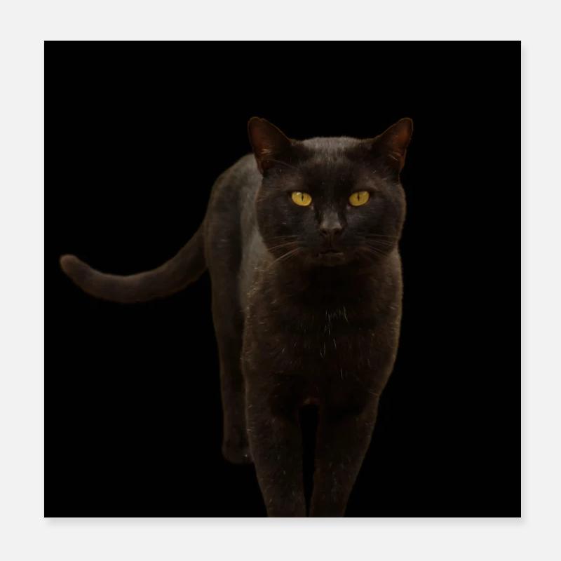 schwarze Katze Kätzchen Katze Poster 20x20 cm