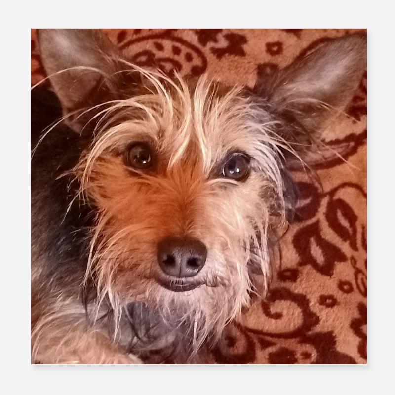 Yorkshire terrier mixed breed cute dog Poster 8" x 8" (20x20 cm)
