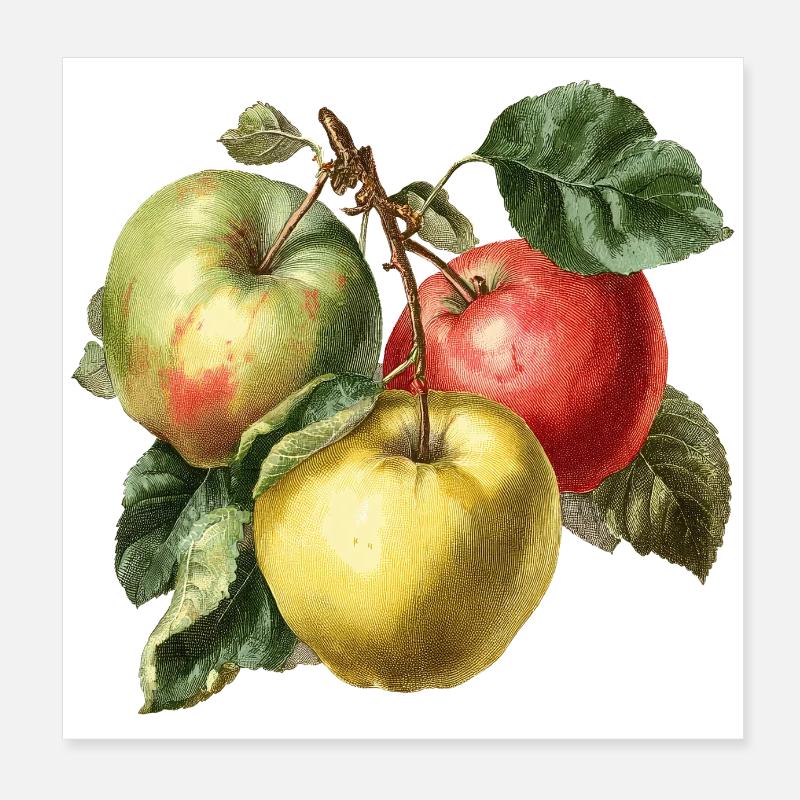 Apfel Poster 20x20 cm