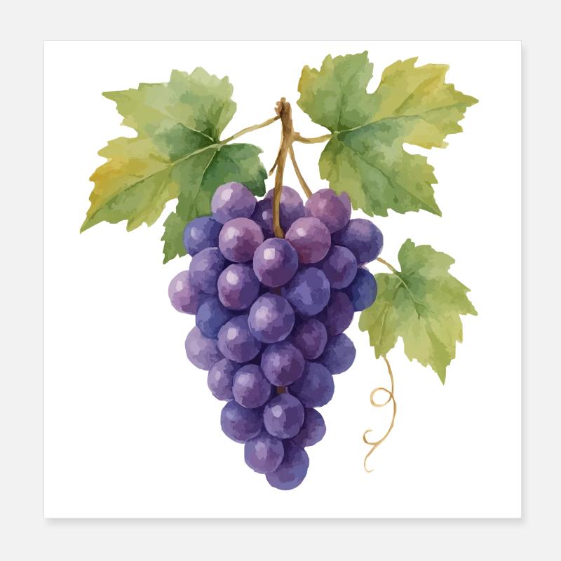weintrauben Poster 20x20 cm