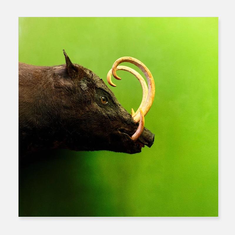 Wild boar Poster 8" x 8" (20x20 cm)
