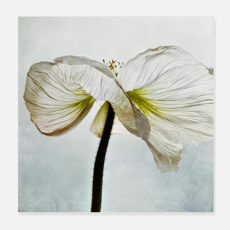 Fleur de pavot blanc Poster 20 x 20 cm