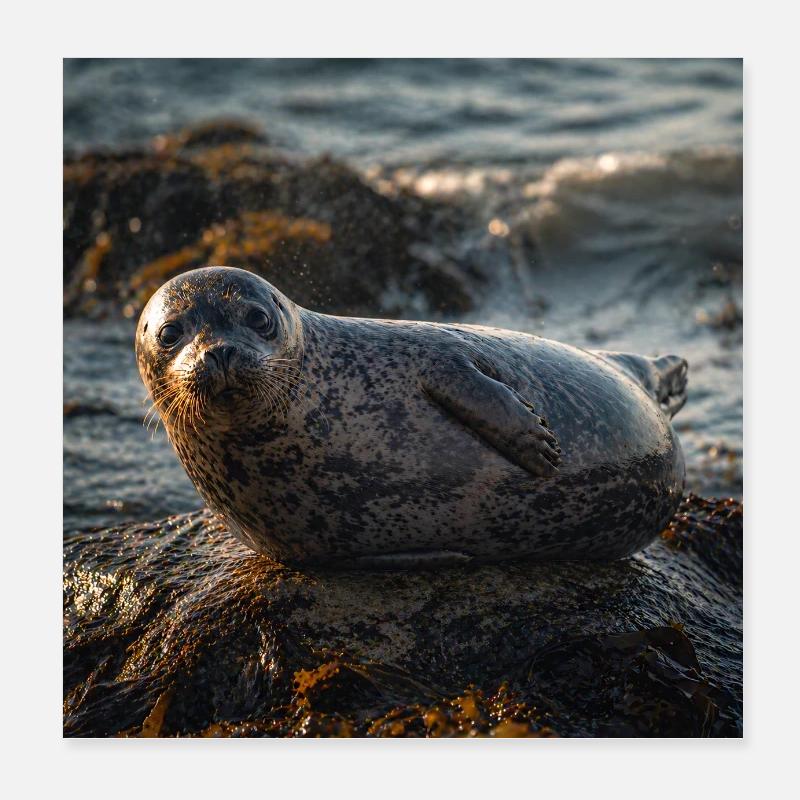 Robbe auf der Klippe am Meer Poster 20x20 cm