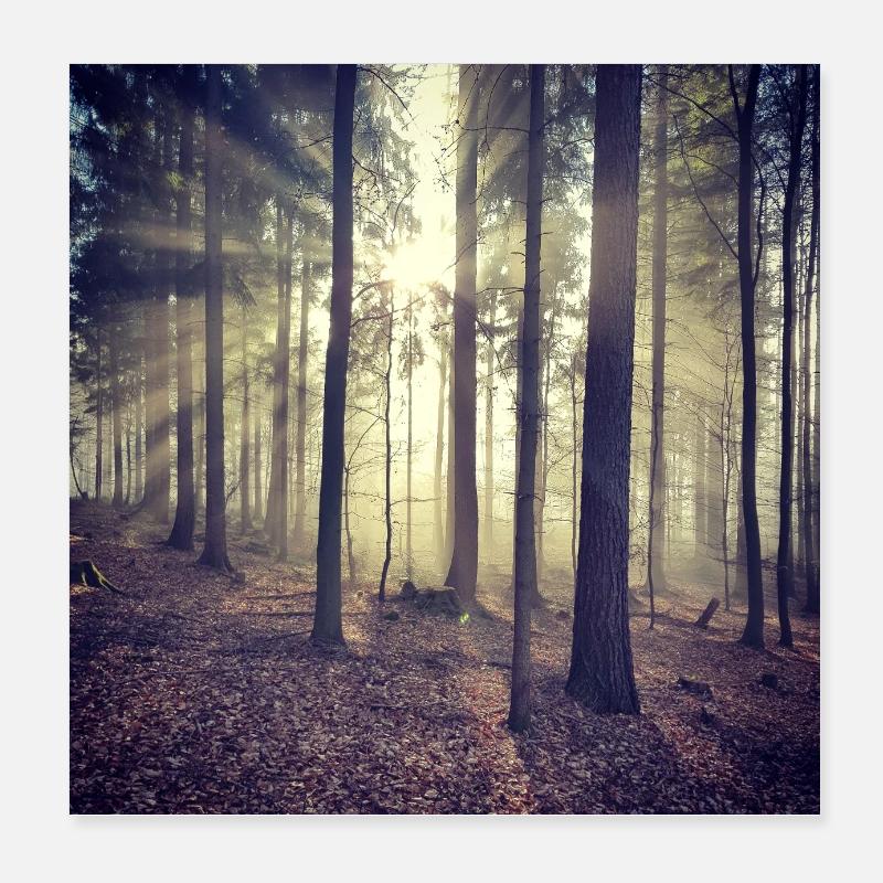 Rayons de soleil Lumière de la forêt Poster 20 x 20 cm