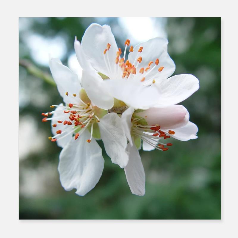 Mandelblüte Frühlingslook 02 Poster 20x20 cm