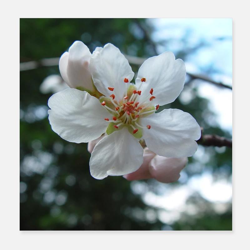 Mandelblüte Frühlingslook 01 Poster 20x20 cm
