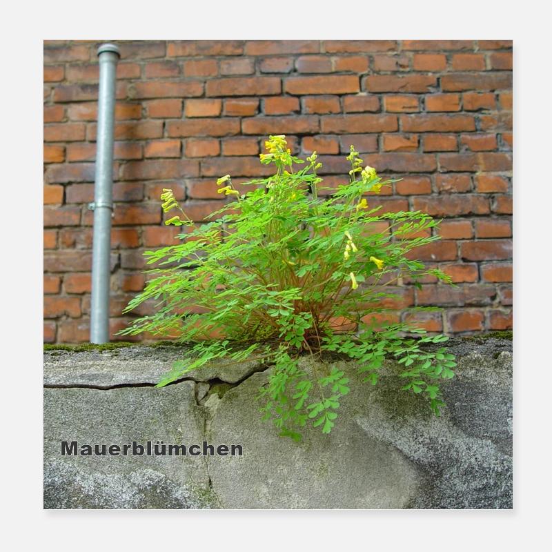 Mauerblümchen am Mauerwerk Poster 20x20 cm