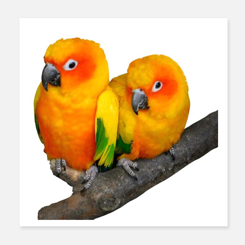 Oiseaux Poster 20 x 20 cm