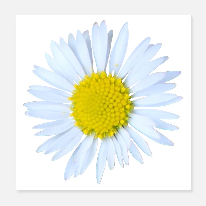 Marguerites Poster 20 x 20 cm