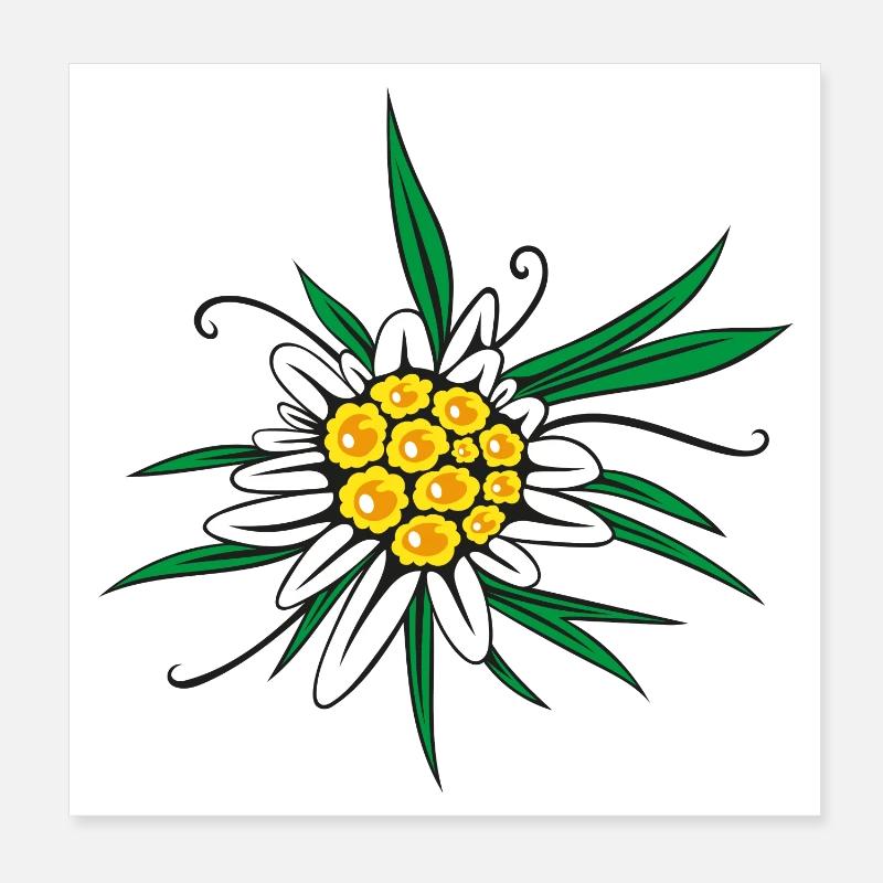Fleur d’Edelweiss Poster 20 x 20 cm