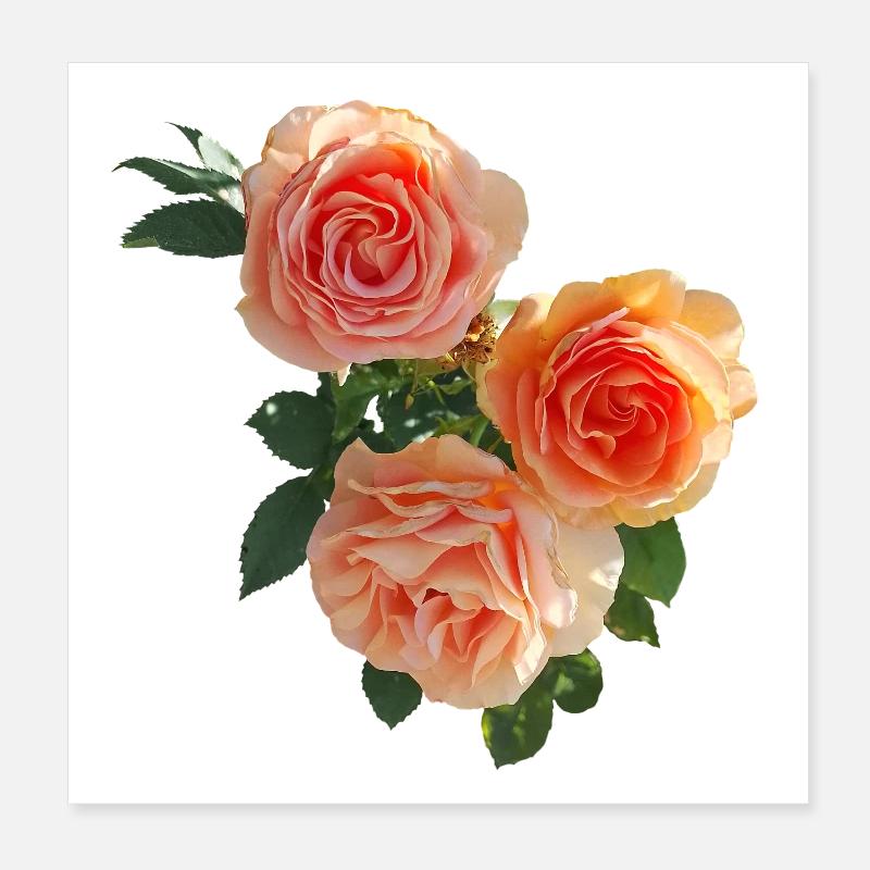 Pfirsichrosen Bouquet Poster 20x20 cm